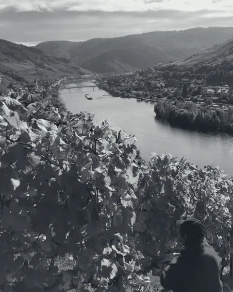 Blick aus dem herbstlichen Weinberg hinunter auf die Mosel, im Vordergrund die Lese