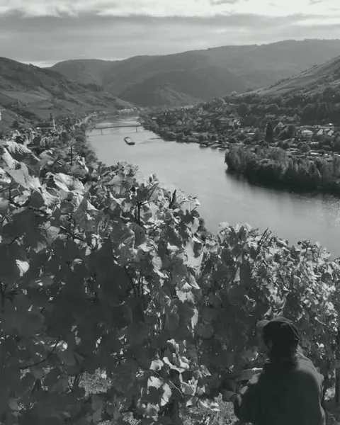 Blick aus dem herbstlichen Weinberg hinunter auf die Mosel, im Vordergrund die Lese