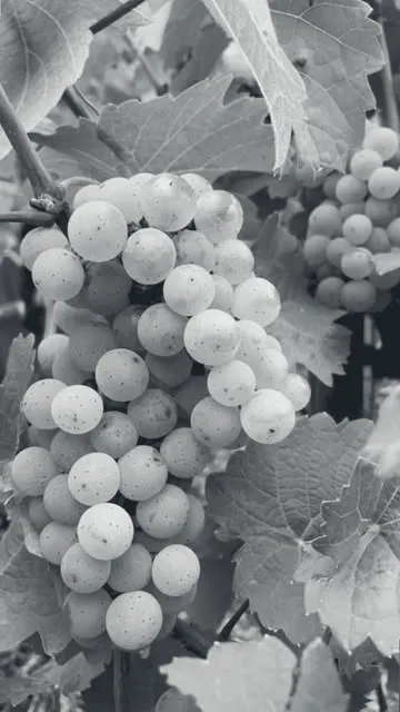 Reife Rieslingtrauben am Rebstock